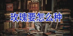 玫瑰要怎么种