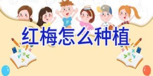 红梅怎么种植