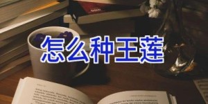 怎么种王莲