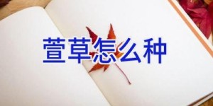 萱草怎么种