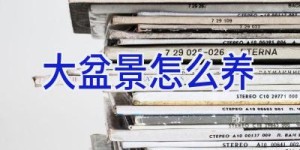 大盆景怎么养