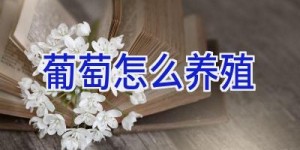 葡萄怎么养殖