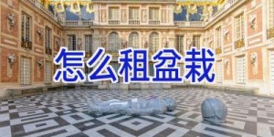 怎么租盆栽