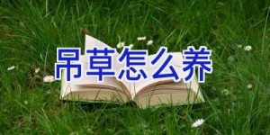 吊草怎么养