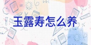 玉露寿怎么养