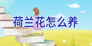 荷兰花怎么养