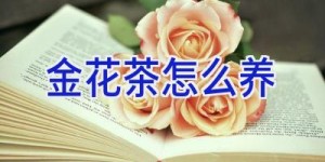 金花茶怎么养
