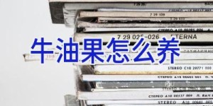 牛油果怎么养