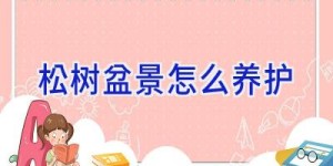 松树盆景怎么养护