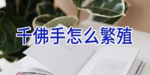 千佛手怎么繁殖