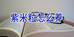 紫米粒怎么养