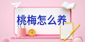桃梅怎么养
