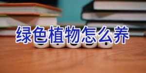 绿色植物怎么养