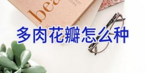多肉花瓣怎么种