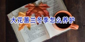 大花蕙兰冬季怎么养护