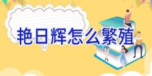 艳日辉怎么繁殖