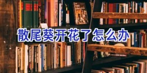 散尾葵开花了怎么办