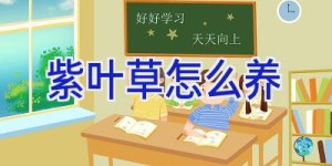 紫叶草怎么养