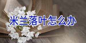 米兰落叶怎么办