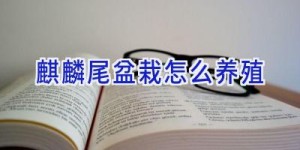 麒麟尾盆栽怎么养殖