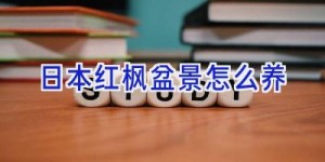 日本红枫盆景怎么养