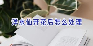 洋水仙开花后怎么处理