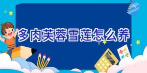 多肉芙蓉雪莲怎么养