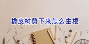 橡皮树剪下来怎么生根