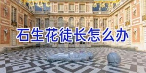 石生花徒长怎么办