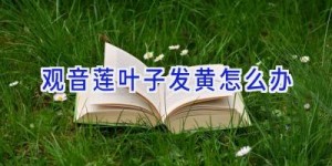 观音莲叶子发黄怎么办