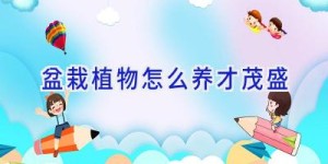 盆栽植物怎么养才茂盛