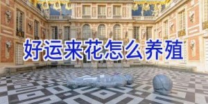 好运来花怎么养殖