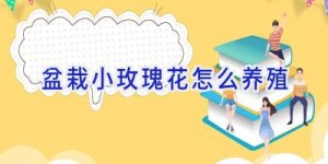 盆栽小玫瑰花怎么养殖