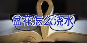 盆花怎么浇水