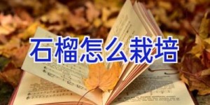 石榴怎么栽培
