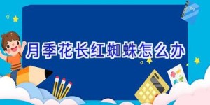 月季花长红蜘蛛怎么办