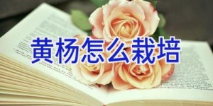 黄杨怎么栽培