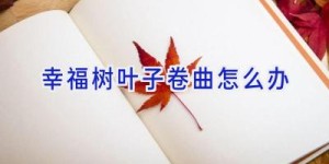 幸福树叶子卷曲怎么办