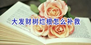 大发财树烂根怎么补救