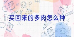买回来的多肉怎么种