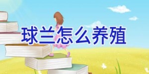 球兰怎么养殖