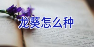 龙葵怎么种