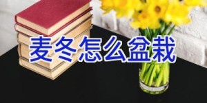 麦冬怎么盆栽