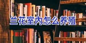 兰花室内怎么养殖