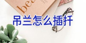 吊兰怎么插扦