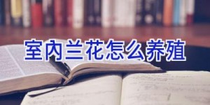 室内兰花怎么养殖