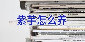 紫芋怎么养