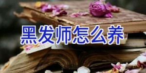 黑发师怎么养