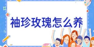 袖珍玫瑰怎么养