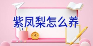 紫凤梨怎么养